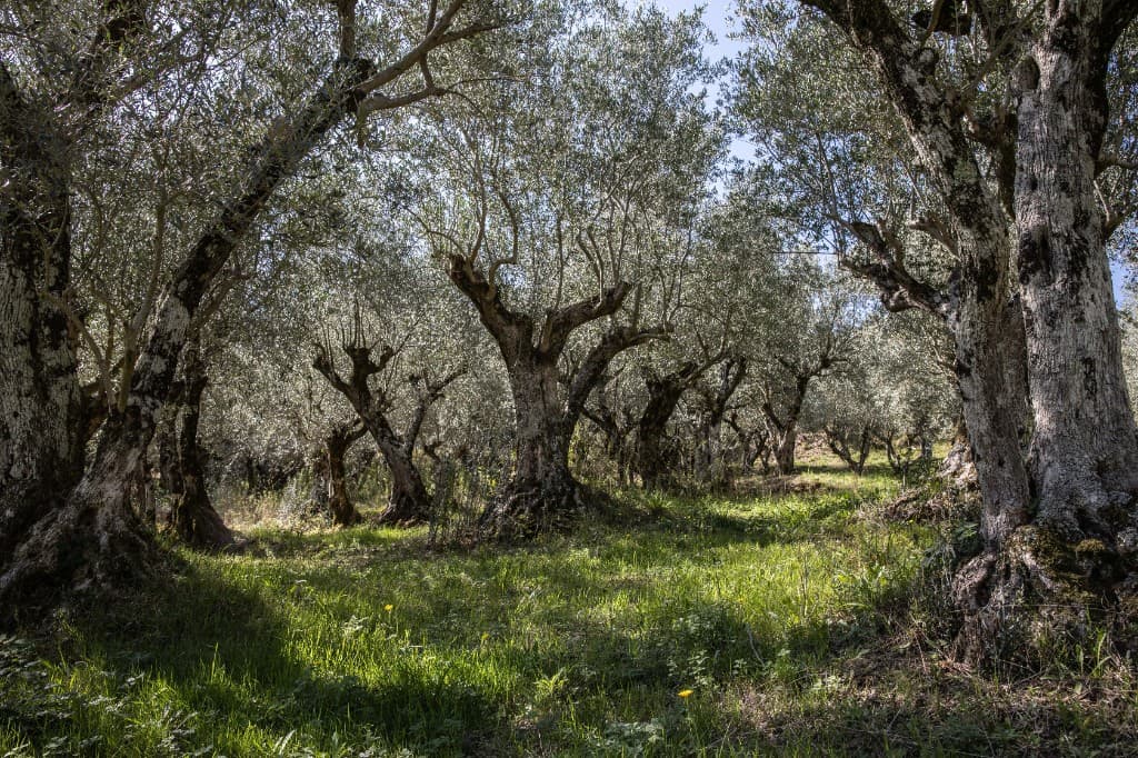 Uliveto di Ortice a Molinara – Terre di Molinara